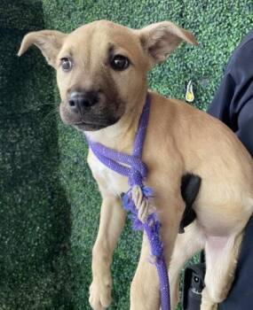 61735145 -  Shepherd and Mixed Breed Dog for Adoption in El Paso, Texas - 61735145 | PetCurious
