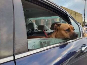 Wendy -  Black Mouth Cur Dog for Adoption in Milton, Florida - Wendy | PetCurious