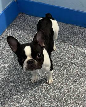 French Bulldog Dogs Available for Adoption - Lucy | PetCurious