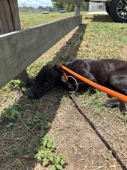 Terrier Dogs Available for Adoption in Wauchula, Florida - Magie | PetCurious