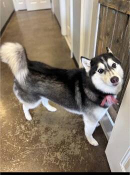 Siberian Husky Dogs Available for Adoption in Ocean Township, New Jersey - Xina- Fluffy Princess | PetCurious