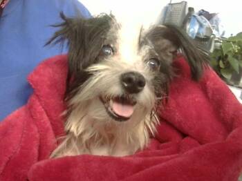 CHALUPA -  Mixed Breed Dog for Adoption in Dallas, Texas - CHALUPA | PetCurious