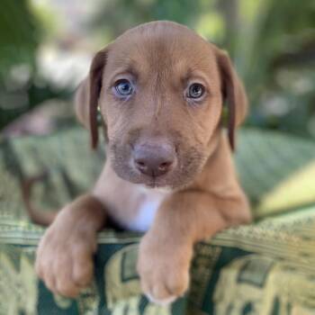 Shepherd and Hound Dogs Available for Adoption in San Diego, California - Africa Pup - Angola | PetCurious