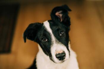 OREO -  Retriever Dog for Adoption in Broomfield, Colorado - OREO | PetCurious