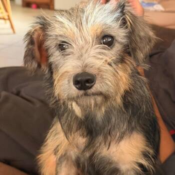 Mother Earth -  Terrier Dog for Adoption in Leander, Texas - Mother Earth | PetCurious