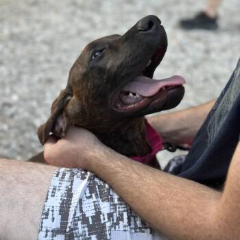 Redbone Coonhound and Mixed Breed Dogs Available for Adoption in Mount Vernon, Indiana - Marcellus | PetCurious