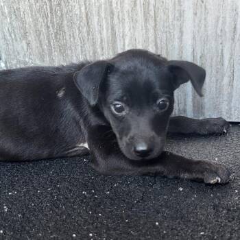 DOLLY -  Shepherd and Mixed Breed Dog for Adoption in San Antonio, Texas - DOLLY | PetCurious