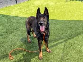 KATANA -  Dutch Shepherd and Mixed Breed Dog for Adoption in Tustin, California - KATANA | PetCurious