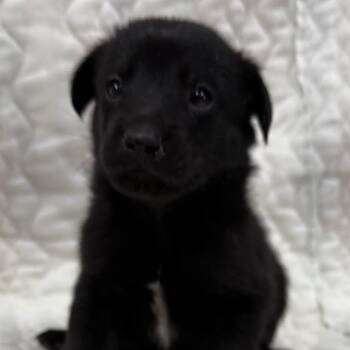 LINUS -  Shepherd Dog for Adoption in Pemberton Township, New Jersey - LINUS | PetCurious