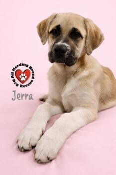 Anatolian Shepherd Dogs Available for Adoption - Jerra | PetCurious