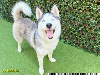 BELLA -  Mixed Breed Dog for Adoption in West Palm Beach, Florida - BELLA | PetCurious