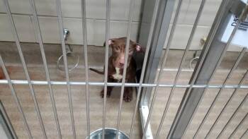 BEAR -  Pit Bull Terrier and Cane Corso Dog for Adoption in Aurora, Illinois - BEAR | PetCurious