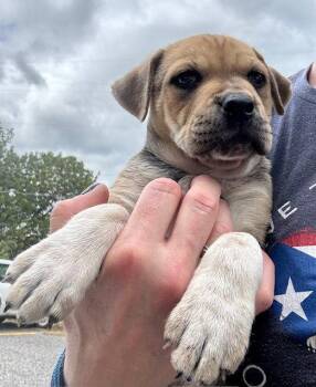 Labrador Retriever Dogs Available for Adoption in Jefferson, New Jersey - Hazel | PetCurious