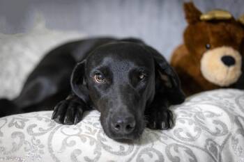 Rescue Black Labrador Retriever and Doberman Pinscher Dogs for Adoption in Pearland, Texas - Beloved Davina | PetCurious