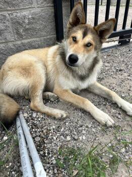 Husky and Shepherd Dogs Available for Adoption in Richardson, Texas - 26-025 Cannoli | PetCurious