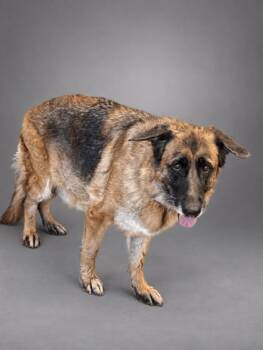 Lucy -  German Shepherd Dog and Mixed Breed Dog for Adoption in Bowling Green, Kentucky - Lucy | PetCurious