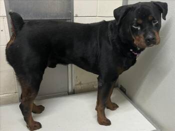 Rottweiler Dogs Available for Adoption in Mobile, Alabama - CREED | PetCurious