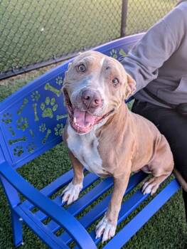 CHESTER -  Mixed Breed Dog for Adoption in Dallas, Texas - CHESTER | PetCurious