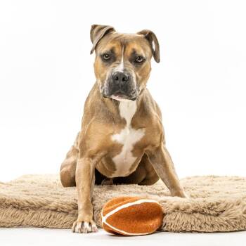 Ace -  Pit Bull Terrier and Mixed Breed Dog for Adoption in Reno, Nevada - Ace | PetCurious