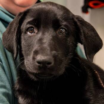 Black Labrador Retriever and German Shepherd Dog Dogs Available for Adoption in Kennebunk, Maine - Bram | PetCurious