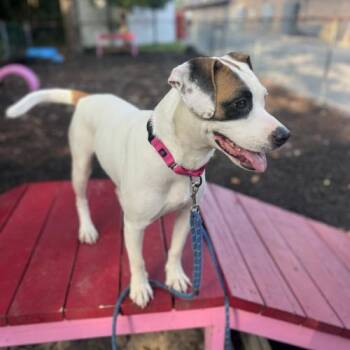 Farina -  Mixed Breed Dog for Adoption in Toms River, New Jersey - Farina | PetCurious