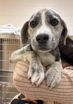 Catahoula Leopard Dog and Mixed Breed Dogs Available for Adoption in Palm Coast, Florida - Denver | PetCurious