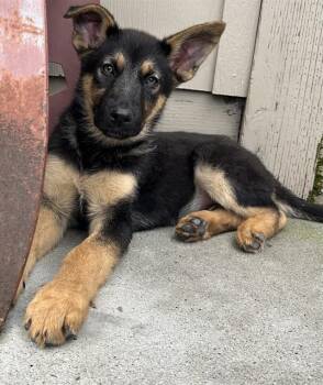 German Shepherd Dog and Belgian Shepherd Malinois Dogs Available for Adoption in Santa Cruz, California - SLIPPERY JACK* | PetCurious