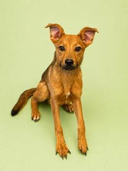Shepherd and Mixed Breed Dogs Available for Adoption in Bowling Green, Kentucky - Freddy | PetCurious