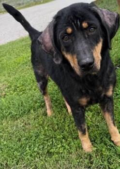 Wally -  Hound Dog for Adoption in Evansville, Indiana - Wally | PetCurious