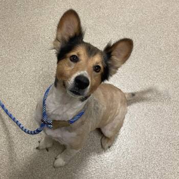 Yoshi -  Shetland Sheepdog Sheltie and Mixed Breed Dog for Adoption in Bristol, Indiana - Yoshi | PetCurious