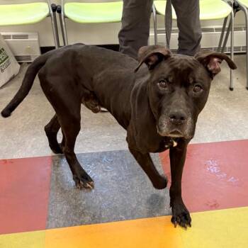 Mixed Breed Dogs Available for Adoption in Philadelphia, Pennsylvania - Choco | PetCurious