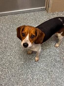 Peanut -  Beagle Dog for Adoption in Liverpool, New York - Peanut | PetCurious