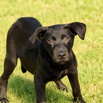 Zion -  Black Labrador Retriever and Mixed Breed Dog for Adoption in Pine Bluff, Arkansas - Zion | PetCurious