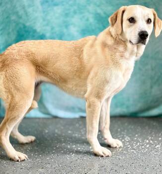 Labrador Retriever and Mixed Breed Dogs Available for Adoption in Warren, Michigan - Happy | PetCurious
