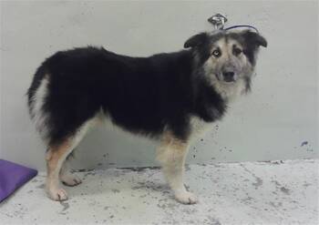 Australian Shepherd and Mixed Breed Dogs Available for Adoption in Houston, Texas - GONZO | PetCurious