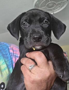 Butters -  Terrier Dog for Adoption in Lakeland, Florida - Butters | PetCurious