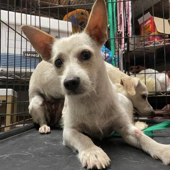 Gustavo -  Terrier Dog for Adoption in Edinburg, Texas - Gustavo | PetCurious