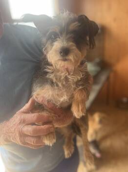Terrier Dogs Available for Adoption - Lady | PetCurious