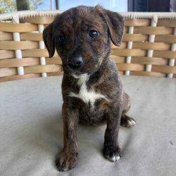Mixed Breed Dogs Available for Adoption in Charlotte, North Carolina - Florence  | PetCurious
