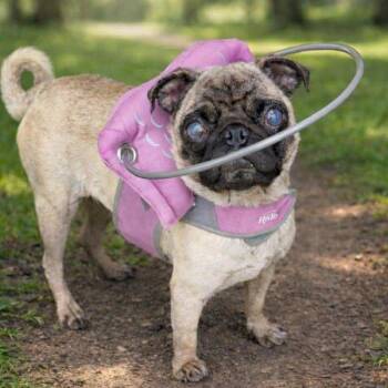 Pug Dogs Available for Adoption in Alvin, Texas - Cinderella | PetCurious