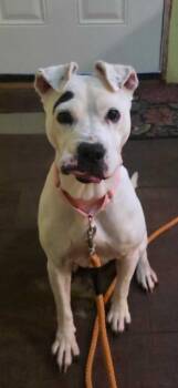 Dotty -  Pit Bull Terrier Dog for Adoption in New Kensington, Pennsylvania - Dotty | PetCurious