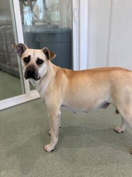 Mixed Breed Dogs Available for Adoption - Aphrodite | PetCurious