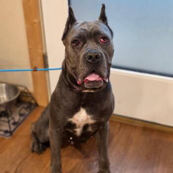 Ororo -  Cane Corso Dog for Adoption - Ororo | PetCurious