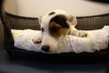 peter pan -  Cattle Dog Dog for Adoption in Neillsville, Wisconsin - Peter Pan | PetCurious