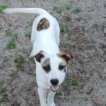 Mixed Breed Dogs Available for Adoption in Williston, Florida - Windy | PetCurious