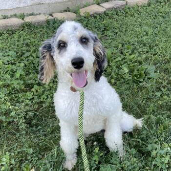 GLORY -  Poodle Dog for Adoption in La Grange, Kentucky - GLORY | PetCurious