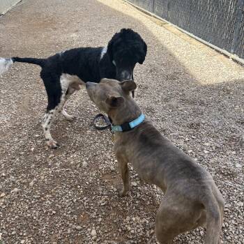 Bob Ross -  Mixed Breed Dog for Adoption in Auburn, Alabama - Bob Ross | PetCurious