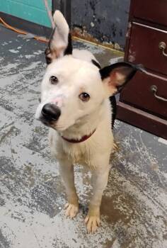 Spot #115 -  Cattle Dog and Terrier Dog for Adoption in New Lexington, Ohio - Spot #115 | PetCurious