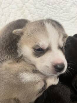 Mixed Breed Dogs Available for Adoption in Dallas, Texas - DEVI | PetCurious