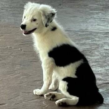 Mr. Pearls -  Mixed Breed Dog for Adoption in Duncan, Oklahoma - Mr. Pearls | PetCurious